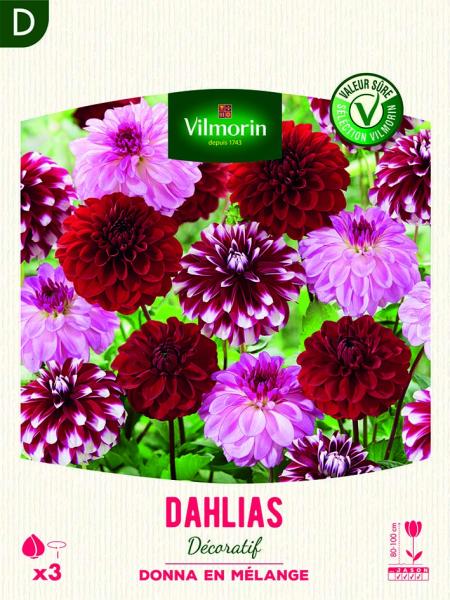 Bulbes à fleurs à planter au printemps - Dahlia Décoratif Donna en Mélange (x3) - face recto